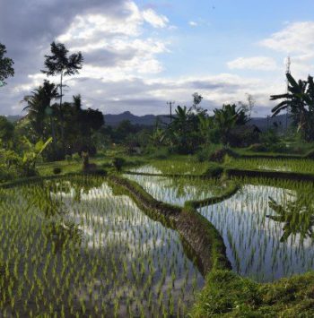 phoca_thumb_l_78_reisfeld