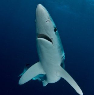 phoca_thumb_l_blueshark_24