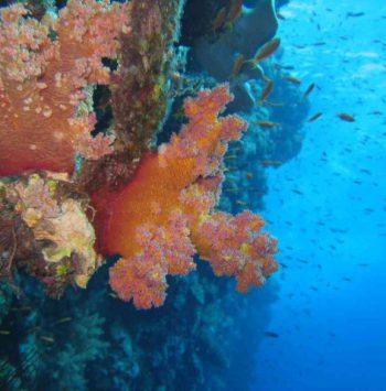 phoca_thumb_l_miss_nouran_18[1]