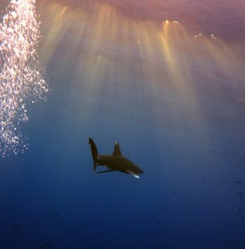 IMG_2650tiff.1 Kopie